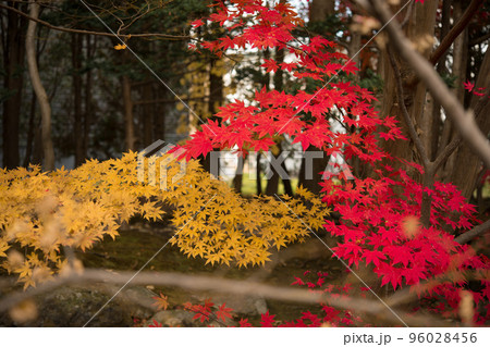 庭園の紅葉 96028456
