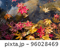 庭園の紅葉 96028469