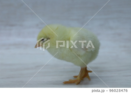 ボリスブラウン生後2日目のオスヒヨコ 96028476