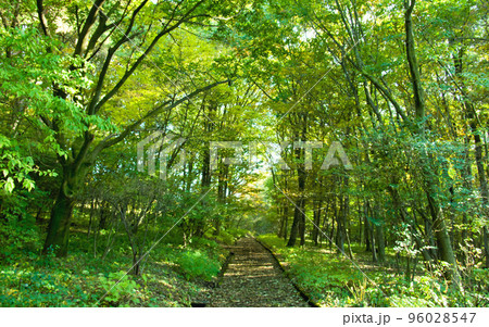 森林の中にひっそりと伸びる山道 96028547