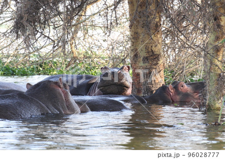 ナイバシャ湖の浅瀬で群れるカバ 96028777