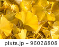 銀杏の落ち葉 96028808