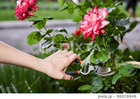 Girl pruning rose bushes with secateurs Girl pruning rose bushes with secateurs 96028846