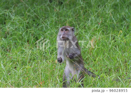 草むらの中を二本足で立っているカニクイザル 96028955