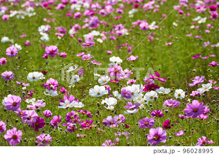 一面にコスモスが咲く秋の情景 96028995