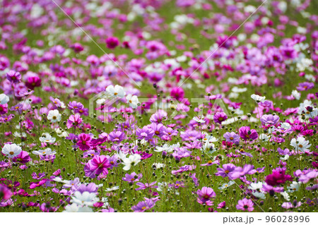 一面にコスモスが咲く秋の情景 96028996