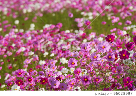 一面にコスモスが咲く秋の情景 96028997