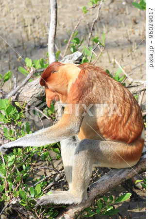 マングローブの葉を掴もうとしているテングザル 96029017