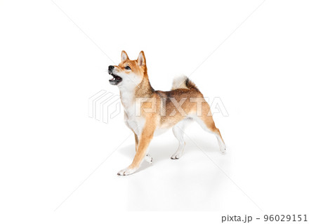 Portrait of charming purebred dog Shiba Inu isolated over white studio background. Concept of beauty, animal life, care, health and purebred pets. Portrait of charming purebred dog Shiba Inu isolated over white studio background. Concept of beauty, animal life, care, health and purebred pets. 96029151