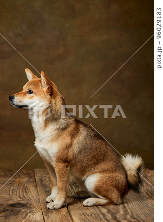 Portrait of beautiful golden color Shiba Inu dog posing isolated over dark vintage background. Concept of animal life, care, health and purebred pets. Portrait of beautiful golden color Shiba Inu dog posing isolated over dark vintage background. Concept of animal life, care, health and purebred pets. 96029183