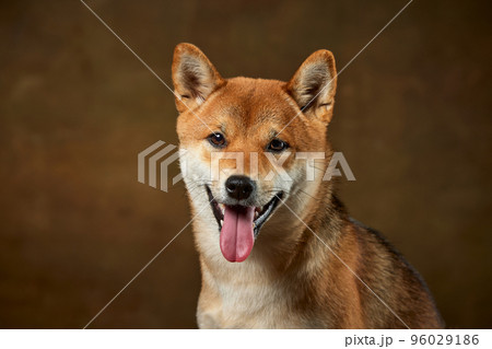 Closeup portrait of beautiful golden color Shiba Inu dog looking at camera isolated over dark vintage background. Concept of animal life, care, health and purebred pets. Closeup portrait of beautiful golden color Shiba Inu dog looking at camera isolated over dark vintage background. Concept of animal life, care, health and purebred pets. 96029186