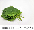 大葉／青じそ 96029274