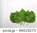 大葉／青じそ 96029275