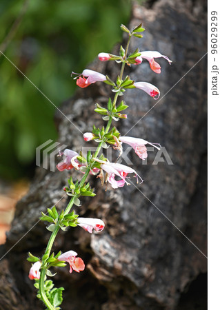 サルビア・コッキネア 〝 コーラル・ニンフ ″ 96029299