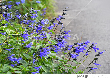 サルビア・グアラニチカ サルビア・グアラニチカ 96029300