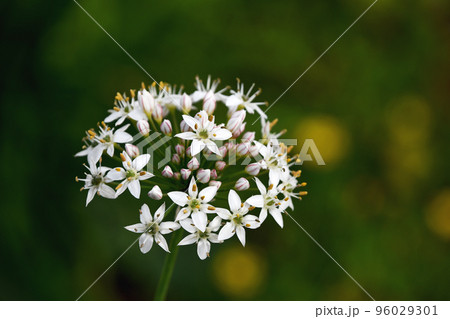 ニラの花 96029301