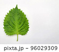 大葉／青じそ 96029309