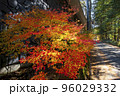紅葉の散歩道 96029332