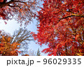 青空と紅葉 96029335