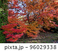 色ずく紅葉 96029338