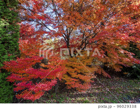 色ずく紅葉 色ずく紅葉 96029338