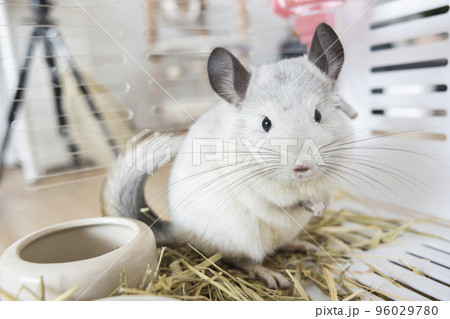 Chinchilla cute pet fur white hair fluffy and black eyes. Close-up animal rodent adorable tame ear grey looking at camera. Feline mammals are fluffy and playful. 96029780