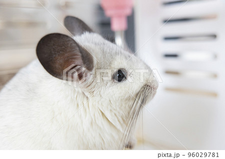 Chinchilla cute pet fur white hair fluffy and black eyes. Close-up animal rodent adorable tame ear grey looking at camera. Feline mammals are fluffy and playful. Chinchilla cute pet fur white hair fluffy and black eyes. Close-up animal rodent adorable tame ear grey looking at camera. Feline mammals are fluffy and playful. 96029781