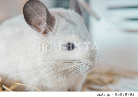 Chinchilla cute pet fur white hair fluffy and black eyes. Close-up animal rodent adorable tame ear grey looking at camera. Feline mammals are fluffy and playful. 96029792