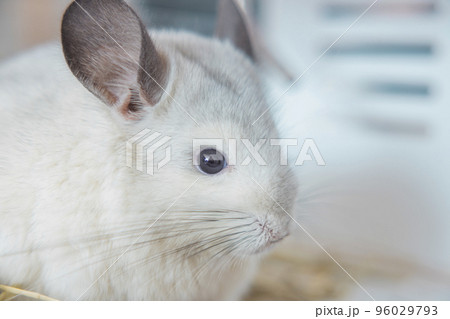Chinchilla cute pet fur white hair fluffy and black eyes. Close-up animal rodent adorable tame ear grey looking at camera. Feline mammals are fluffy and playful. 96029793