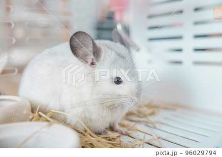 Chinchilla cute pet fur white hair fluffy and black eyes. Close-up animal rodent adorable tame ear grey looking at camera. Feline mammals are fluffy and playful. 96029794
