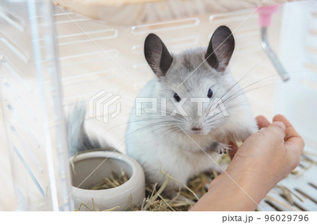 Chinchilla cute pet fur white hair fluffy and black eyes. Close-up animal rodent adorable tame ear grey looking at camera. Feline mammals are fluffy and playful. 96029796