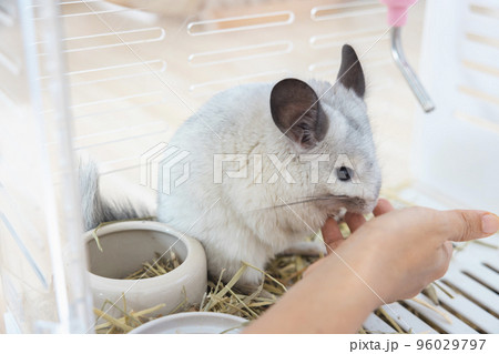 Chinchilla cute pet fur white hair fluffy and black eyes. Close-up animal rodent adorable tame ear grey looking at camera. Feline mammals are fluffy and playful. 96029797