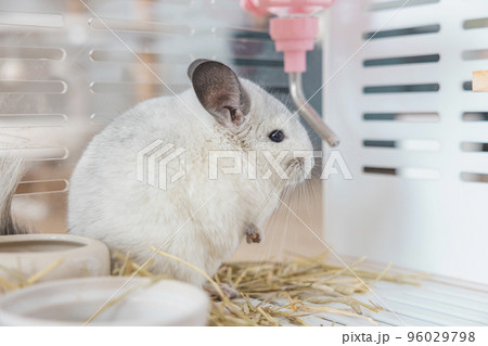 Chinchilla cute pet fur white hair fluffy and black eyes. Close-up animal rodent adorable tame ear grey looking at camera. Feline mammals are fluffy and playful. 96029798