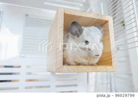 Chinchilla cute pet fur white hair fluffy and black eyes. Close-up animal rodent adorable tame ear grey looking at camera. Feline mammals are fluffy and playful. 96029799