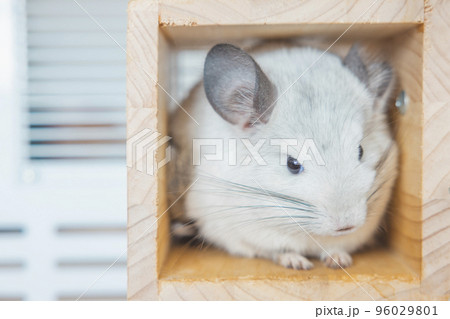 Chinchilla cute pet fur white hair fluffy and black eyes. Close-up animal rodent adorable tame ear grey looking at camera. Feline mammals are fluffy and playful. 96029801