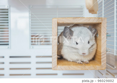 Chinchilla cute pet fur white hair fluffy and black eyes. Close-up animal rodent adorable tame ear grey looking at camera. Feline mammals are fluffy and playful. 96029802