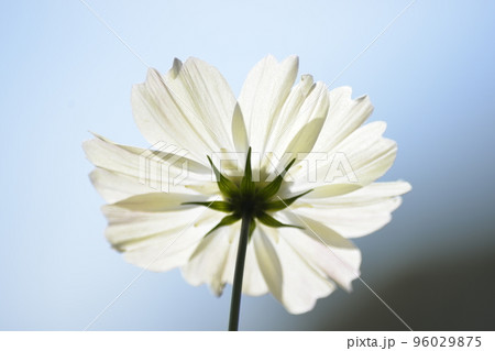 太陽の光に透けるコスモスの花びら達 96029875