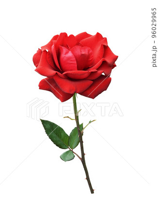 Red rose flower isolated on white Red rose flower isolated on white 96029965