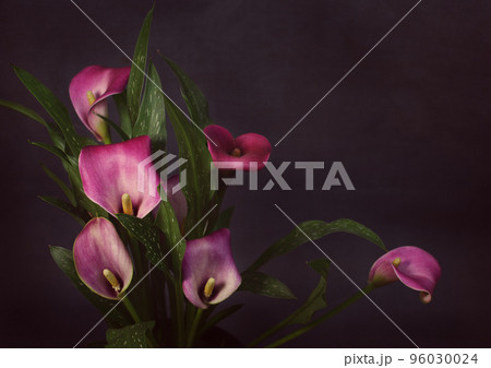 Bouquet with pink flowers and green leaves of calla (Zantedeschia) on dark background. 96030024