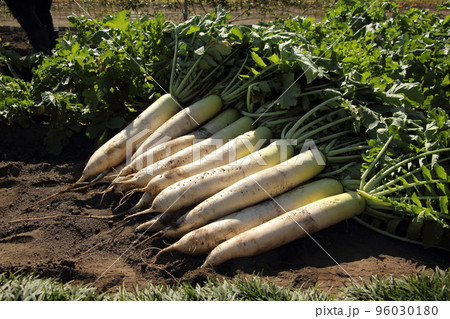 青首大根の収穫 96030180