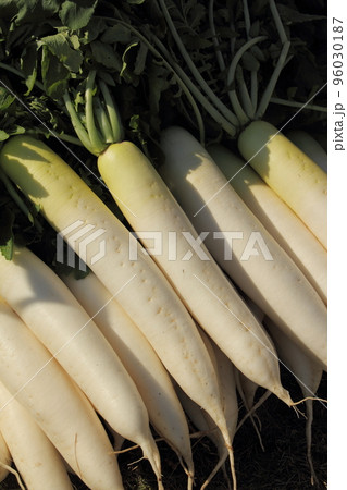 収穫後水洗いした大根 96030187