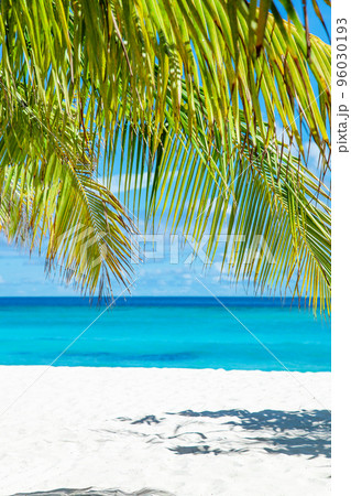 Maldive Islands Sand Beach and green palm foliage view 96030193