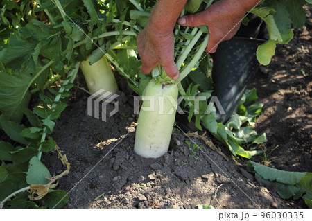 大根の収穫 96030335