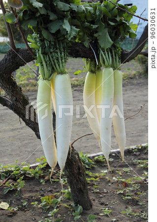 大根を干す 96030631