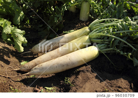 青首大根の収穫 96030709