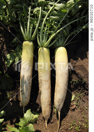 青首大根の収穫 96030710