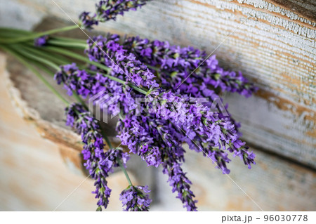 Lavender plant flowers bunch 96030778