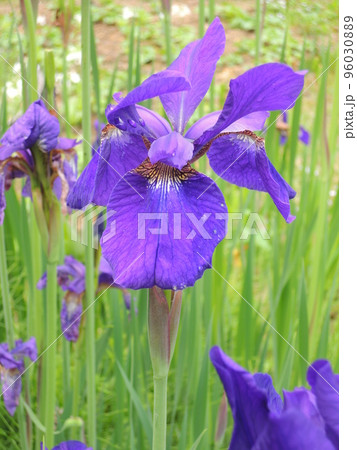 カマヤマショウブの青い花 96030889