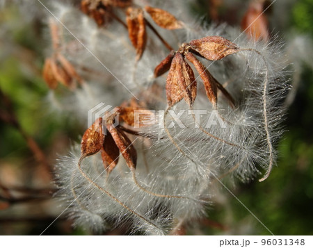 センニンソウの果実 96031348