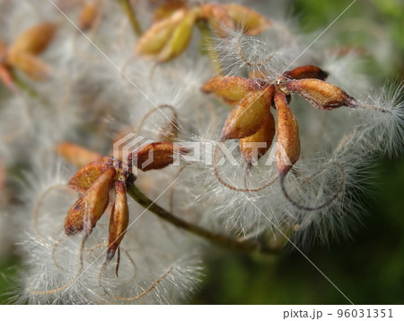 センニンソウの果実 96031351